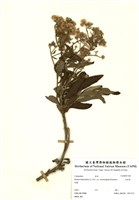 藏品(艾納香)的圖片
